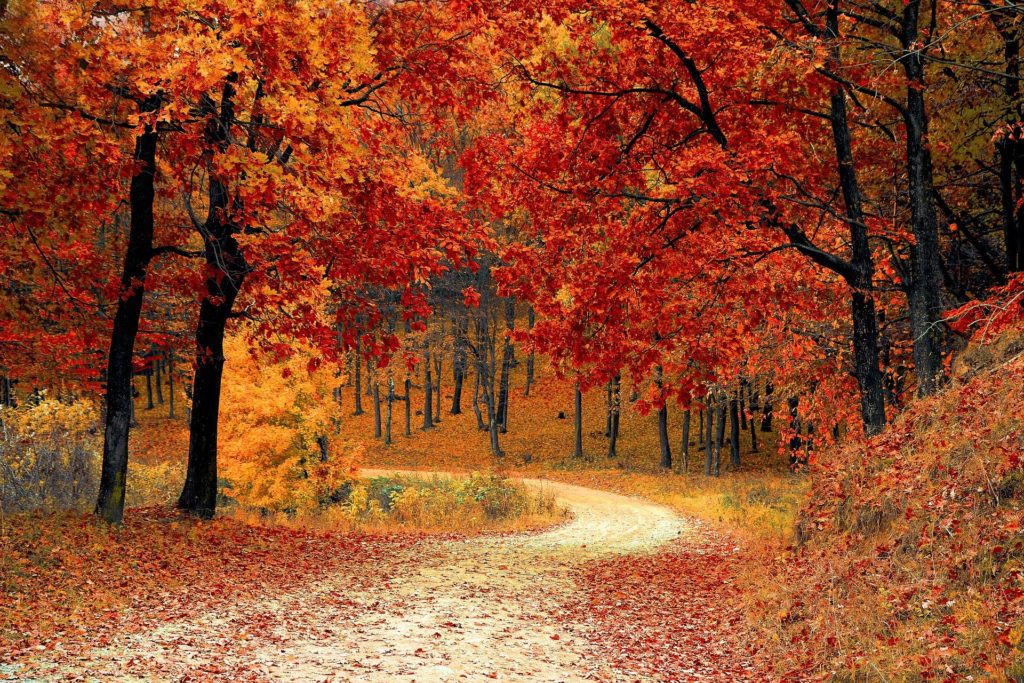 road-1072821_1920